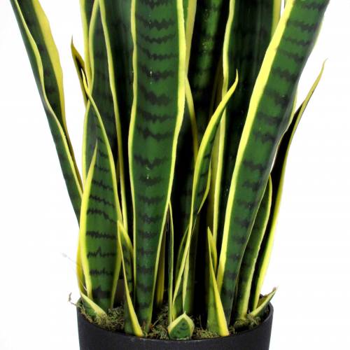 Sanseveria Artificiale